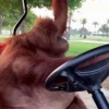 В Дубае орангутанг сам научился водить гольф-кар и теперь...