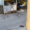Во дворе дома на Плуталова, 10 обнаружили убитых кошек, за которыми местные жители ухаживали много лет.