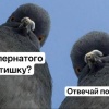 За сбитого голубя водителей могут арестовать и лишить прав, — юристы Так, за...