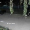 Новосибирец вырвал гортензию с клумбы ради спутницы