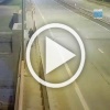 В Ленобласти женщина бросила свою собаку умирать в лесу — она привязала ее поводком к дереву и ушла по своим делам. Пушистика спас местный охранник