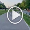Обстановка в московском Чертаново: овца пыталась сбежать...