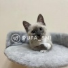 Мужчина жестоко убил кота блогерши из Уфы
