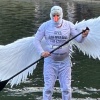 На Патриаршем пруду задержали «лебедя». Неизвестный переоделся в костюм птицы...