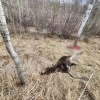 Абаканец застрелил двух лосих и пытался выдать себя за полицейского Мужчина...