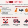 Карантин из-за бешенства ввели в подмосковном Подольске.