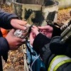 Вы когда-нибудь видели, как голуби дышат через кислородную маску? Показывают...