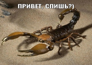 Скорпион ужалил петербурженку при мытье фруктов из Таиланда