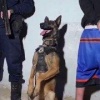 В Аргентине служебная собака задержала наркоторговцев и была так довольна собой, что начала позировать с задержанным