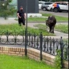 По центру подмосковных Люберец носится огромный бык