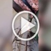 Полицейскими Ачинска выпущено в естественную среду обитания около 50 особей различных видов рыб