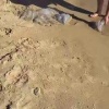 В Анапе женщины голыми руками спасали мёртвых медуз