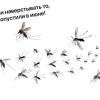 В Москве и области снова грядёт нашествие комаров и мошкары — жара и дожди...