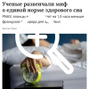 Учёные опровергли миф о необходимости восьмичасового сна — людям нужен разный объём отдыха.