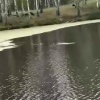 Медведя заметили на берегу реки в Новосибирской области