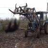 В селе Талое Ирбейского района застрелили медведя, напавшего на скот Сегодня...