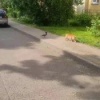 В Люберцах ворона приставала к коту. Рыжий уже не знал,...