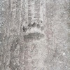 Накануне жители садового общества «Восход» обнаружили на своих участках следы косолапого