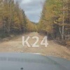 В Богучанах охотники застрелили медведя, напавшего на кабана