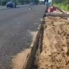 Под Лугой на оживлённую трассу выбежали два волка — самец и самка.