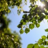 Жара в Белгороде: +32°C и возможный дождь 🌞