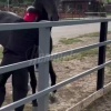 В Дагестане конь заступился за сородича и чуть не откусил жокею голову.