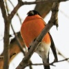 В Орске заметили красногрудых снегирей