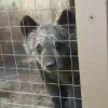 Медвежонка забрали На 112-м километре трассы Жигалово — Киренск инспекторы...