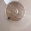 Всплеск опасного заболевания, которое распространяется через укусы клещей — риккетсиоза, зафиксирован в России