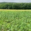 ❗️В Приморье обнаружили плантацию конопли размером с 3 футбольных поля.