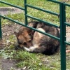 В соседнем Новосибирске женщина бросила овчарку, и та всю ночь под дождём...