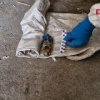 Схрон ВСУ с самодельными бомбами для беспилотников, начиненными отравляющим веществом хлорпикрином, обнаружили около села Ильинка в ДНР, сообщила ФСБ.