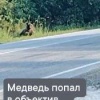 Медведь вышел поздороваться с людьми в Каргатском районе Его заметили...