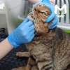 Кот, которого швырнули из окна в Ангарске, может никогда не встать на лапы.
