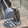 В Красноярске появился новый бронзовый суслик — дорожник. Новую мини-...