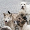 Центр по проблемам домашних животных в Новосибирске выплатит компенсации...