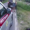 «Вот у этих *** день рождения». Сотрудник подмосковного питомника напал с...