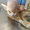 Ветеринары из Подольска сотворили чудо и спасли 16-летнего кота 🙏