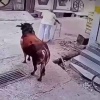 В Индии бык убил бабулю на ходулях. Та стояла спиной к животному, а тот...