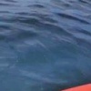 Акула напала на лодку с людьми под Владивостоком