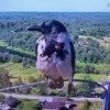 Внештатный сотрудник лесной охраны Кар заступил на пост. Птица попала в кадр...