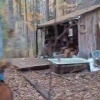 Появилось видео с места, где медведь растерзал пенсионера в Усть-Илимском...