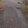Медведя заметили в деревне Береговая Региональные СМИ сообщают, что медведя...