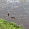 Сходка утят в Преображенском парке. Пернатые развлекают горожан забавными...