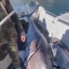 Гигантского тунца весом 284 килограмма выловили у Курильских островов