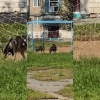 ❗️Рейд и совещание впустую: в Ачинске двухлетний малыш едва не стал жертвой...