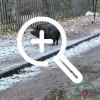 Вьетнамский кабан покусал 12-летнюю петербурженку у школы...