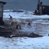 Белого медведя напавшего на рабочего на Таймыре отловят и отправят в зоопарк