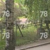 Гуляющего кабана заметили на детской площадке недалеко от Парка 300-летия Питера.