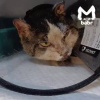 Кота, чей хозяин погиб при взрыве газа в пятиэтажке, спасают в приюте...